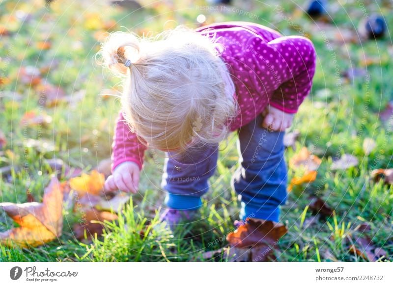!Trash! 2017 | Kleiner Entdecker Mensch feminin Kind Kleinkind Mädchen 1-3 Jahre entdecken mehrfarbig Herbst herbstlich Herbstlaub Abenteurer Gegenlicht