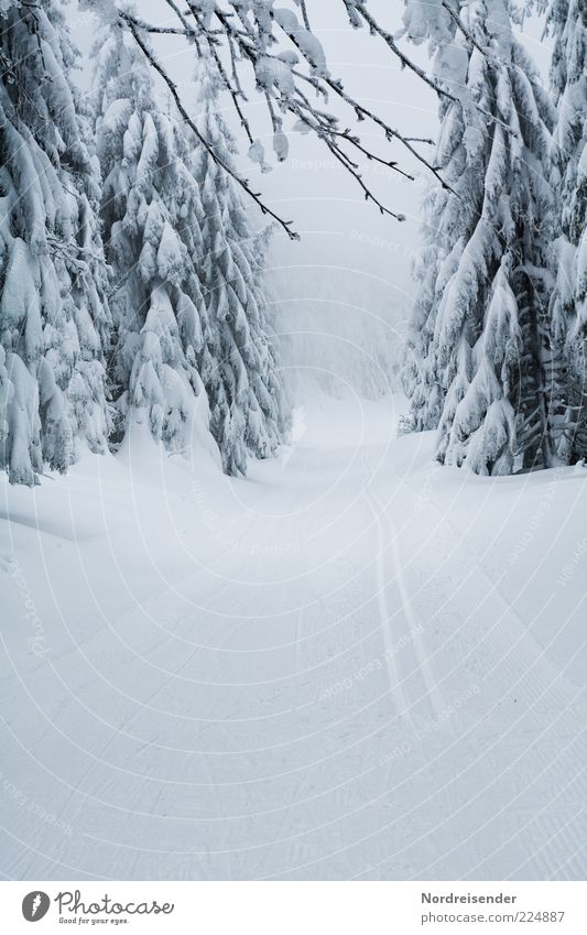 Märchenland Winter Schnee Natur Urelemente Klima Eis Frost Wald Wege & Pfade Fußspur Linie Erholung weiß Freude anstrengen ästhetisch Einsamkeit elegant