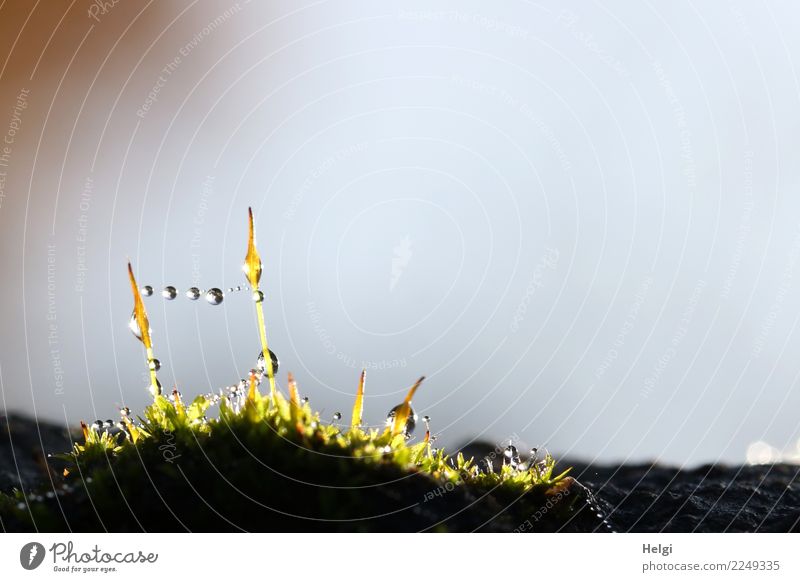 Spannung | Mini-Perlenkette Umwelt Natur Pflanze Wassertropfen Herbst Moos Wildpflanze Park glänzend leuchten stehen außergewöhnlich einzigartig klein nass