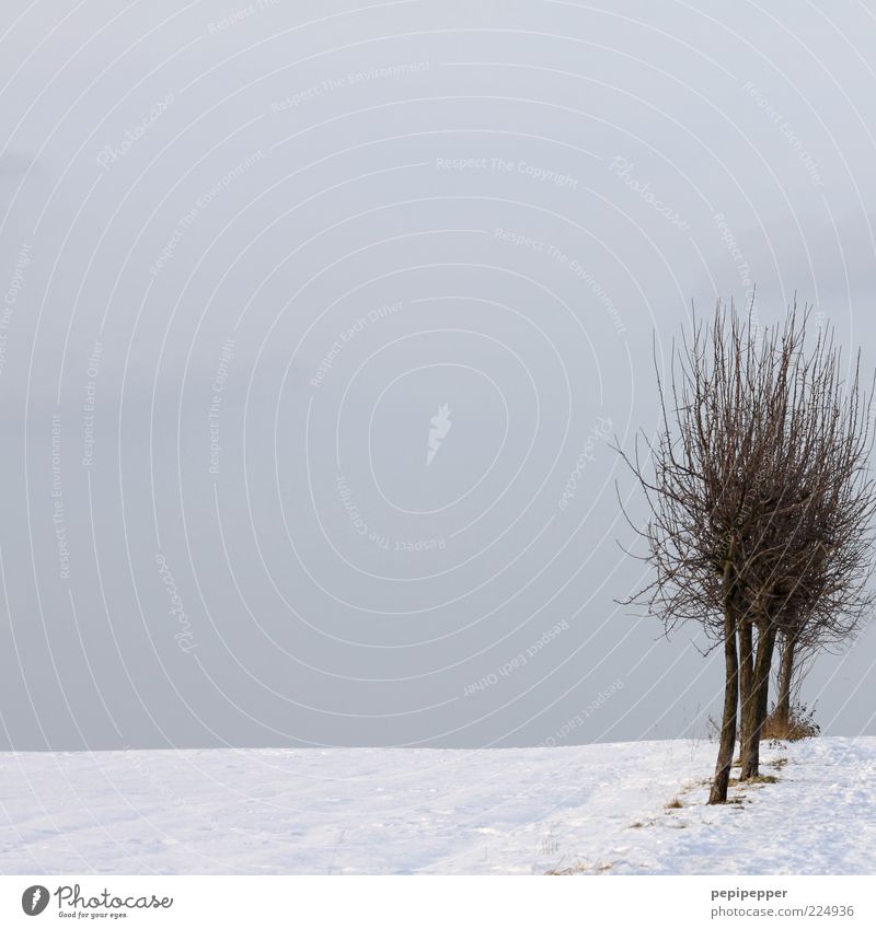 _____II_ Winter Schnee Horizont Baum Feld kalt Farbfoto Gedeckte Farben Außenaufnahme Tag graue Wolken laublos Zweige u. Äste Textfreiraum oben