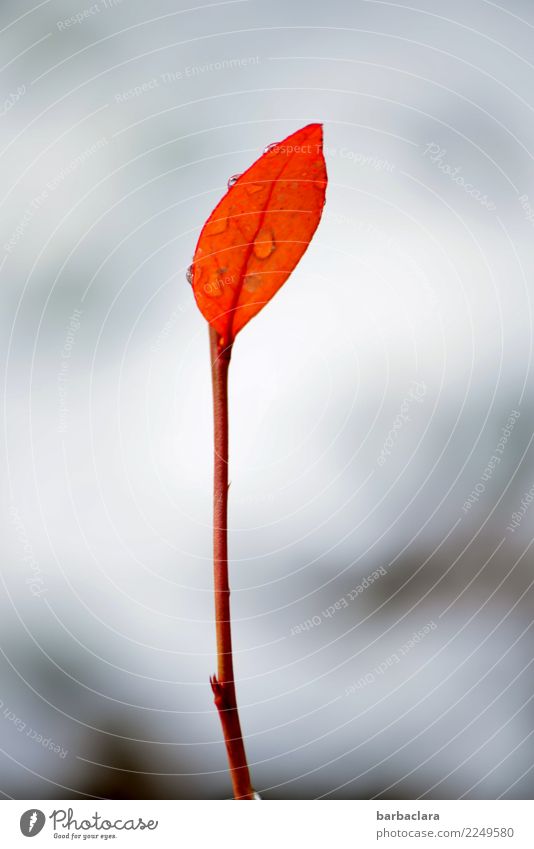 wachsen und gedeihen | standhaft Pflanze Wassertropfen Winter Klima Schnee Blatt kämpfen stehen kalt nass rot Stimmung Kraft Farbe Natur Überleben Umwelt