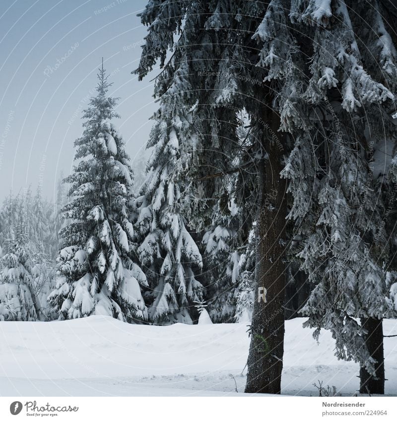 R ruhig Winter Schnee Natur Landschaft Klima Eis Frost Baum Wald Wege & Pfade Zeichen Schriftzeichen Erholung Stimmung Thüringer Wald Thüringen Rennsteig Fußweg