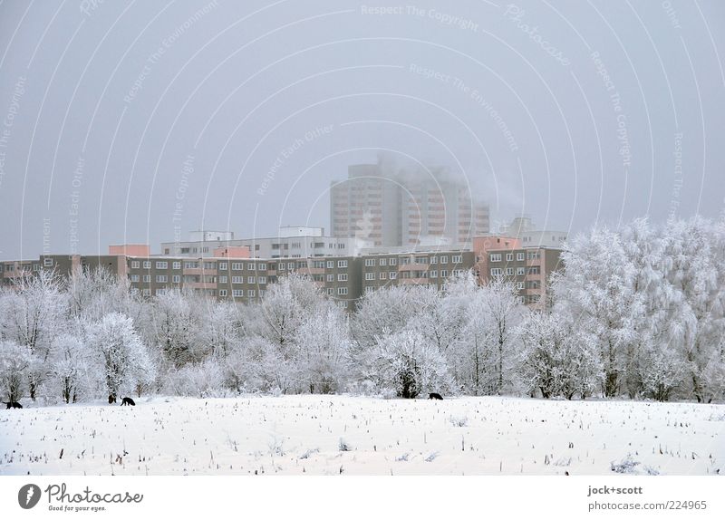 Winterruhe am Stadtrand Himmel schlechtes Wetter Nebel Frost Schnee Baum Feld Marienfelde Wohnhochhaus Fassade kalt modern weiß Stimmung ruhig Umwelt trist
