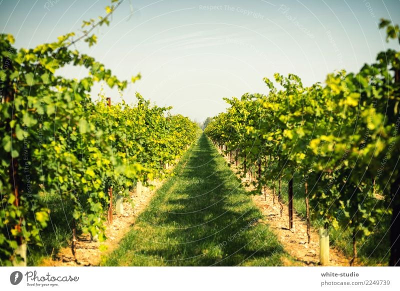 Grüner Daumen! Umwelt Natur Landschaft Tier Schönes Wetter Pflanze Feld frisch Gesundheit Weinberg Weingut Weinbau Weintrauben Aussaat anbauen Landwirtschaft