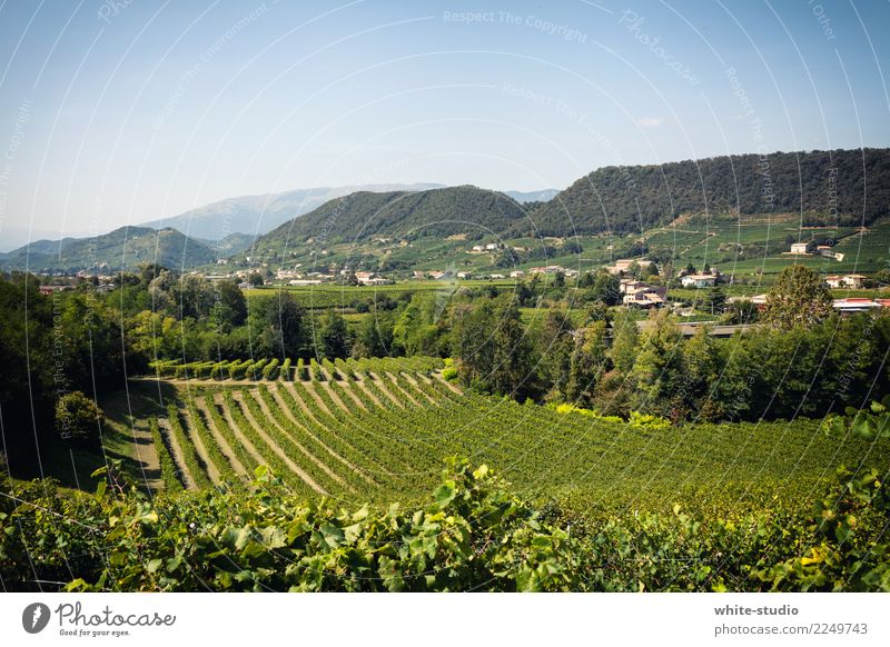 Grüner Daumen! Italienische Küche Umwelt Natur Landschaft Pflanze Sommer Schönes Wetter Sträucher Nutzpflanze Feld lecker saftig fruchtbar Landwirtschaft Wein