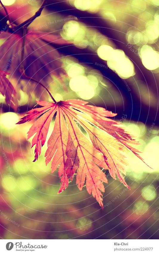 colors of autumn Natur Pflanze Herbst Schönes Wetter Blatt nah Glück ruhig Farbfoto Außenaufnahme Nahaufnahme Tag Licht Sonnenlicht Gegenlicht