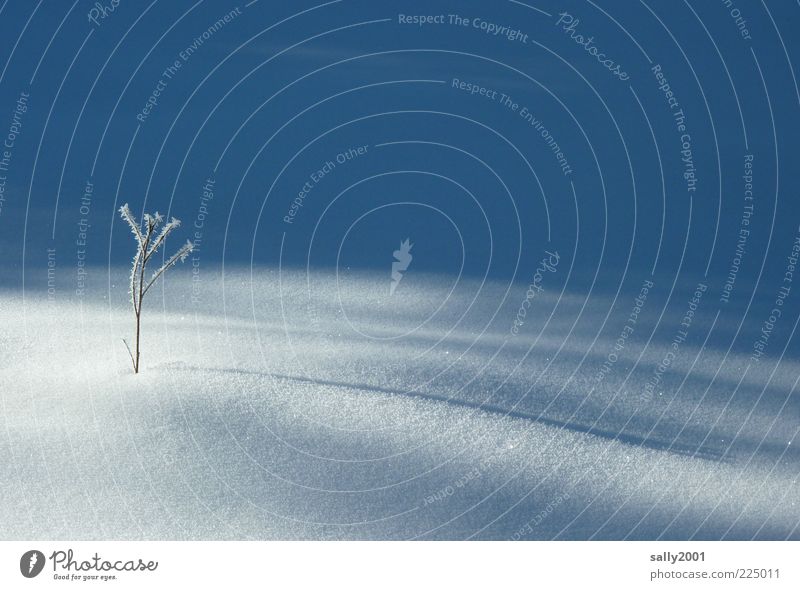 Sonniges Winterplätzchen Umwelt Natur Landschaft Pflanze Urelemente Sonnenlicht Schönes Wetter Schnee Baum klein natürlich dünn weiß ruhig Einsamkeit kalt