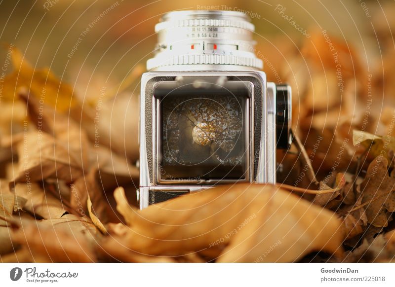 Der Vorgang II Umwelt Natur Urelemente Erde Herbst Blatt Fotokamera Sucher Mittelformat außergewöhnlich authentisch eckig frisch einzigartig retro schön viele
