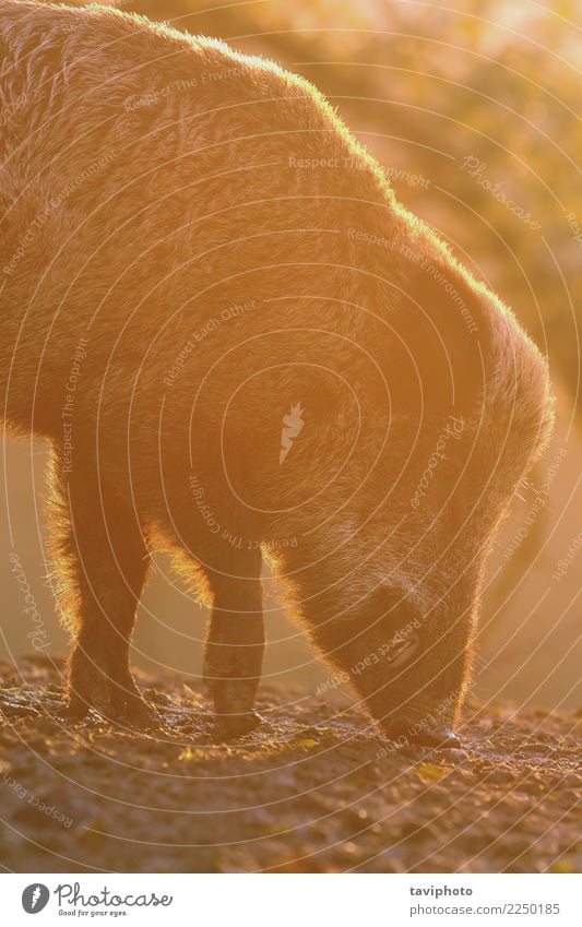 Nahaufnahme des großen Wildschweins im Morgengrauen schön Gesicht Spielen Jagd Umwelt Natur Tier Pelzmantel natürlich wild braun gefährlich Farbe Eber