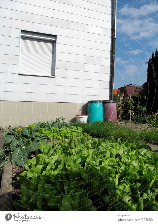 Planzsucht Lebensmittel Gemüse Kräuter & Gewürze Ernährung Bioprodukte Haus Garten Sommer Nutzpflanze blau grün Farbfoto Außenaufnahme Menschenleer Licht