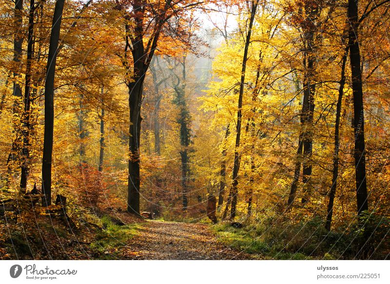 Herbstgold Erholung ruhig Ausflug Freiheit Umwelt Natur Landschaft Schönes Wetter Baum Gras Sträucher Blatt Grünpflanze gelb einzigartig Freude Wege & Pfade