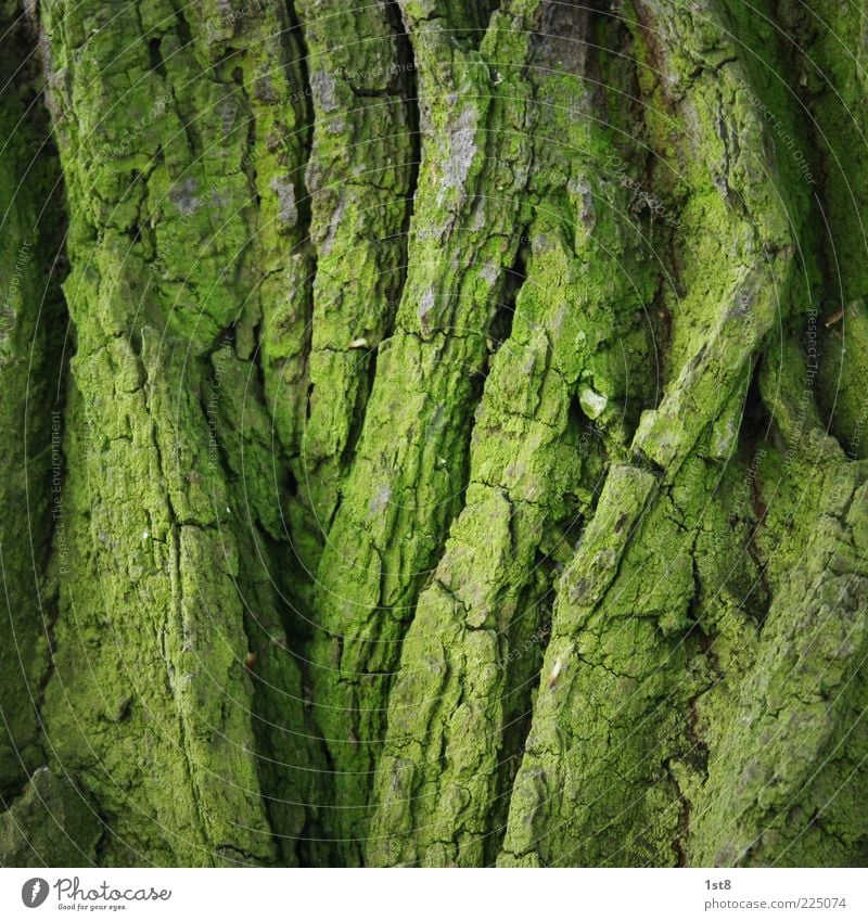 GREEN LINE Umwelt Natur Pflanze Baum Moos alt Baumrinde grün Grünpflanze Strukturen & Formen Linie Farbfoto Nahaufnahme Detailaufnahme Menschenleer