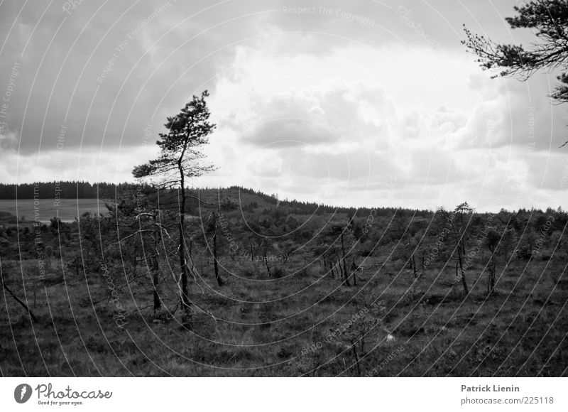 Schwarzes Moor (II) Umwelt Natur Landschaft Pflanze Luft Himmel Wolken Herbst Wetter Wind Baum Wildpflanze Hügel Sumpf dunkel trist Stimmung Einsamkeit