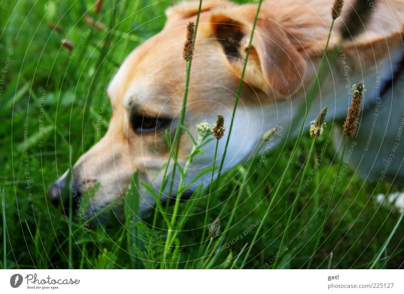 Hund im Gras, suchst du was? Natur Urelemente Sommer Wiese Haustier 1 Tier Farbfoto Außenaufnahme Tag Geruch Kopf Nase Hundeschnauze Tierporträt braun weiß