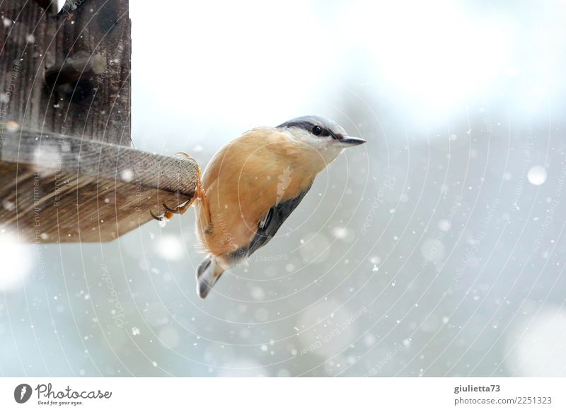 I'm hungry... Garten Natur Tier Winter Schnee Schneefall Wildtier Vogel Kleiber Sperlingsvögel Singvögel 1 beobachten frieren Blick klein schön orange Glück