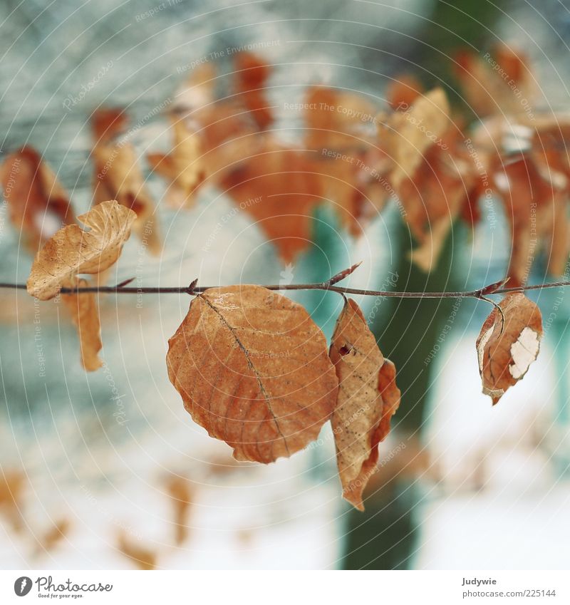 Vergänglichkeit Winter Umwelt Natur Herbst Schnee Baum Blatt alt kalt blau braun Wandel & Veränderung Zeit Farbfoto Außenaufnahme Menschenleer Textfreiraum oben