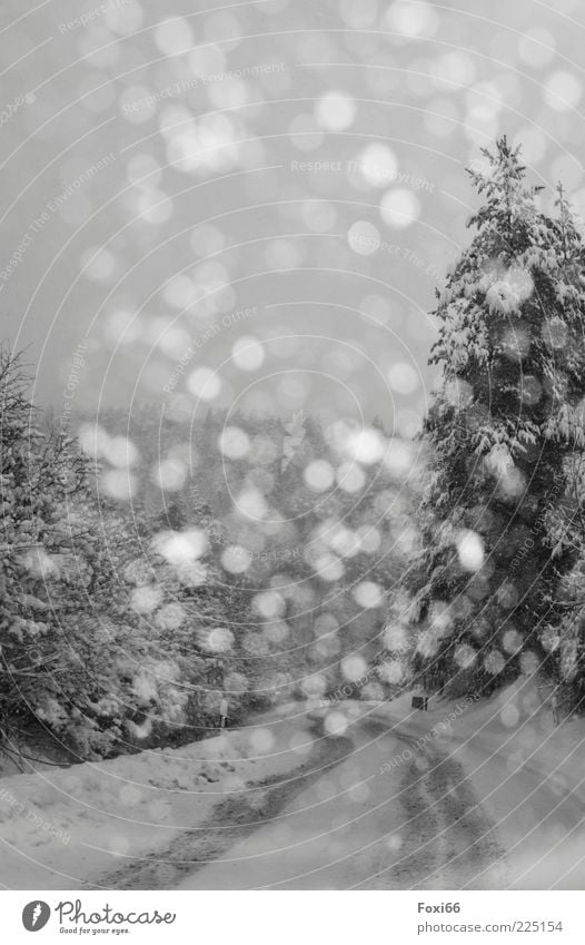 mehr als 30 Flocken Winter Schnee Himmel Unwetter Sturm Baum Wald Menschenleer Verkehrswege Straße Wege & Pfade dunkel schön schwarz weiß ruhig Umwelt