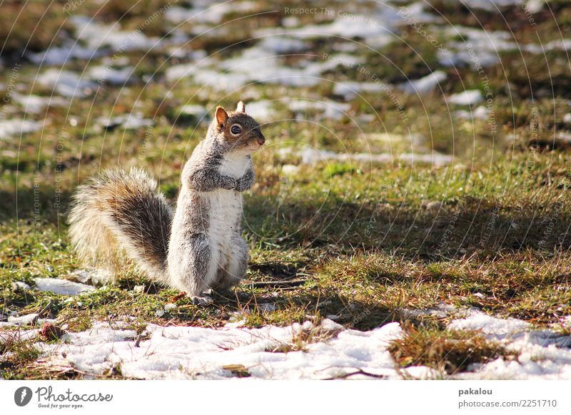 Ein U.S. Amerikanisches Nagetier Natur Erde Frühling Eis Frost Schnee Park Wiese Tier Eichhörnchen 1 warten frech Neugier Frühlingsgefühle fleißig Ausdauer kalt