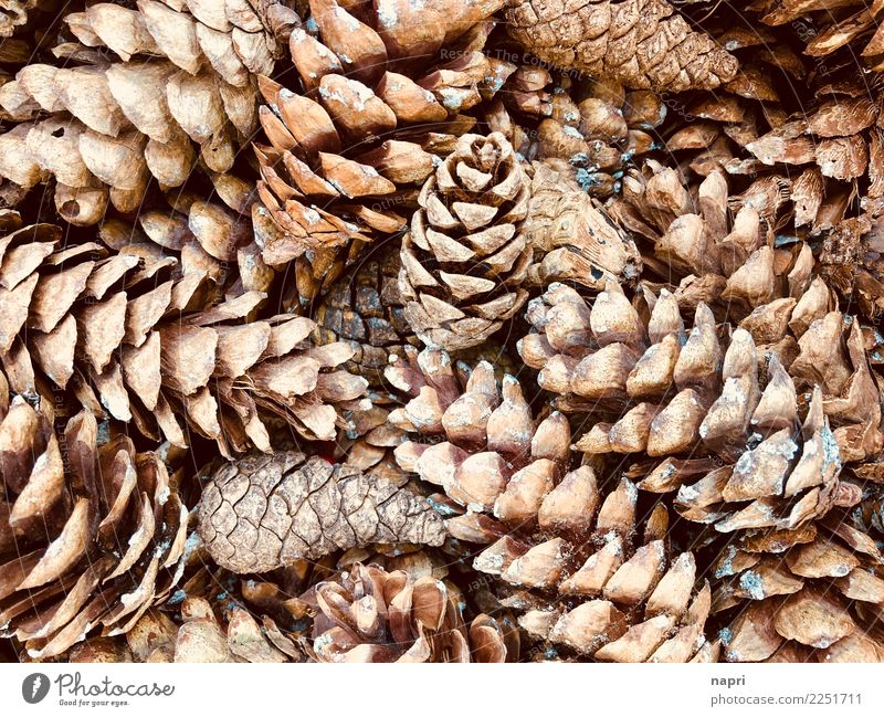 zapfig Natur Herbst Winter Wald nachhaltig natürlich braun ökologisch Tannenzapfen Anhäufung Sammlung Dekoration & Verzierung Hintergrundbild Farbfoto