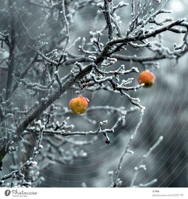 Adam und Eva Umwelt Natur Winter Eis Frost Pflanze Baum Apfelbaum frieren hängen authentisch kalt saftig gelb grau rot Farbfoto Außenaufnahme Menschenleer