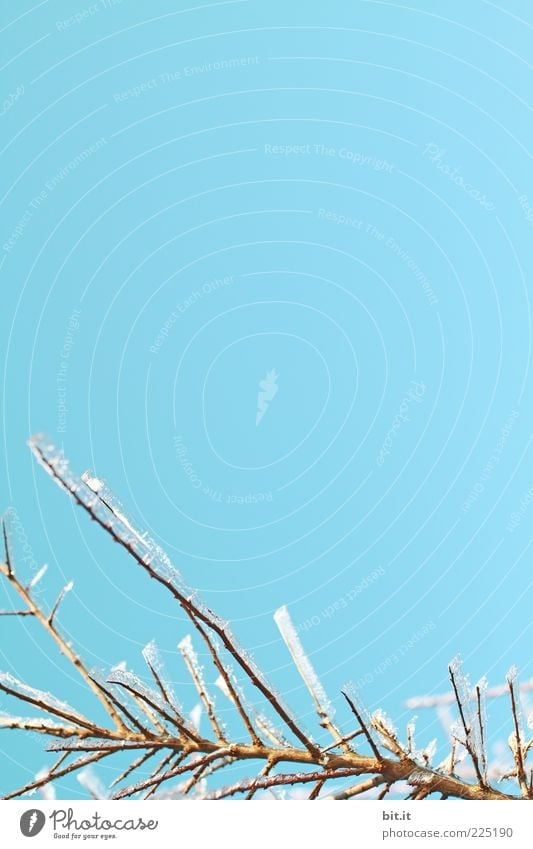 Stacheleis am Stiel.... Natur Pflanze Himmel Wolkenloser Himmel Winter Klima Eis Frost frieren glänzend kalt natürlich stachelig blau weiß Schutz ruhig