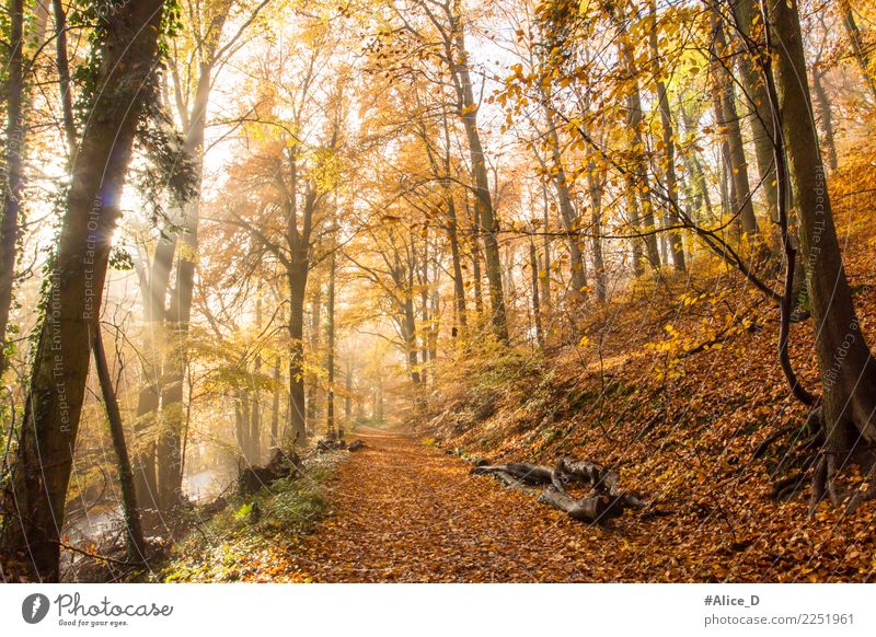Herbst im Siebengebirge Umwelt Natur Landschaft Pflanze Tier Nebel Baum Park Wald Hügel Berge u. Gebirge Koenigswinter Deutschland Europa Sehenswürdigkeit braun