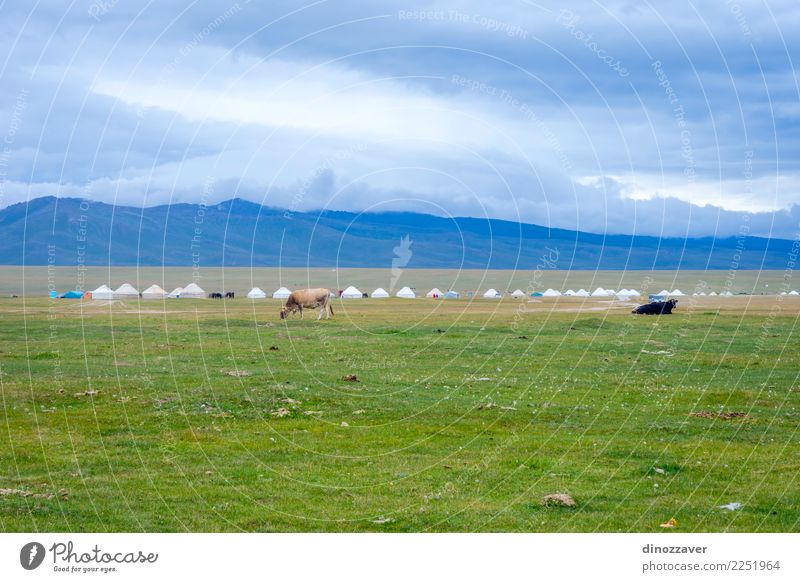 Yurts und Kühe durch Song Kul See, Kirgisistan Ferien & Urlaub & Reisen Tourismus Camping Sommer Berge u. Gebirge Haus Kultur Natur Landschaft Tier Gras Wiese