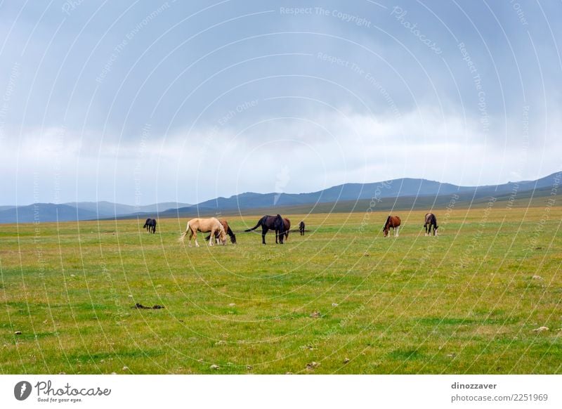 Pferde um Lied Kul See, Kirgisistan schön Ferien & Urlaub & Reisen Tourismus Sommer Berge u. Gebirge Natur Landschaft Himmel Wolken Nebel Gras Park Wiese Hügel