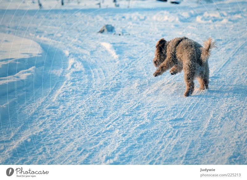 Und Action! Winter Schnee Umwelt Natur Eis Frost Locken Tier Haustier Hund Pudel laufen rennen Geschwindigkeit blau Freude Lebensfreude Begeisterung Mut