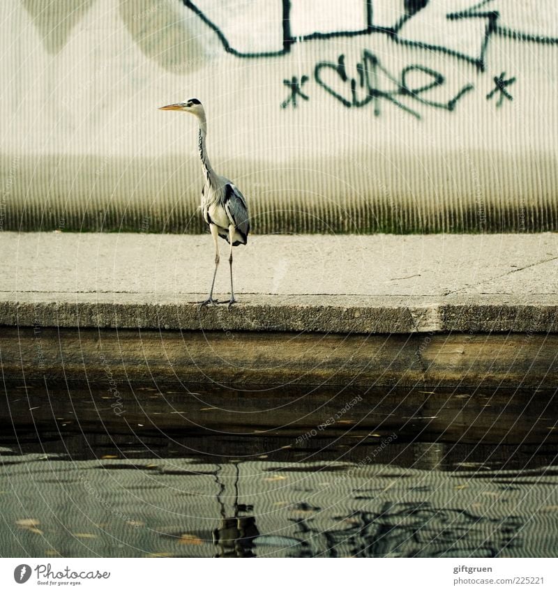 großstadtrevier Tier Wildtier Vogel 1 stehen Reiher Tiergesicht Schnabel Graffiti Mauer Wasser Teich Stein Spiegelbild Reflexion & Spiegelung Stadt