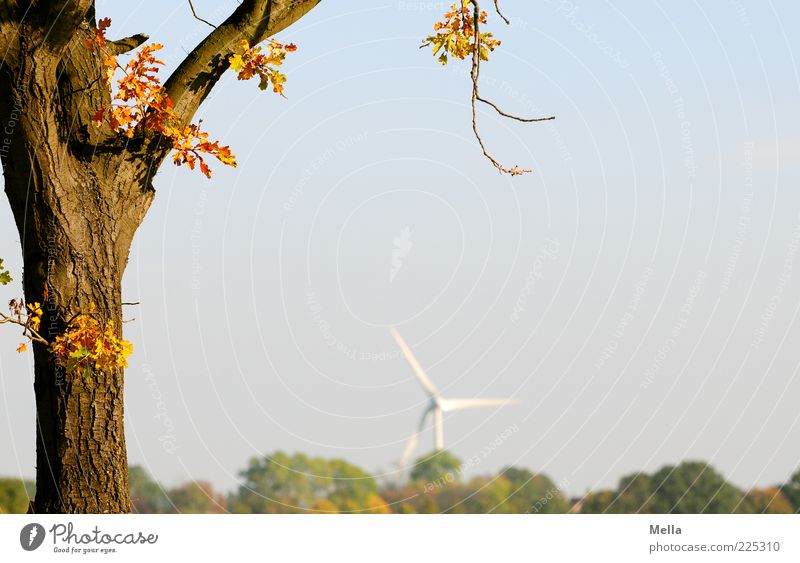 Öko Fortschritt Zukunft Energiewirtschaft Erneuerbare Energie Windkraftanlage Umwelt Natur Landschaft Himmel Klima Pflanze Baum Blatt Baumstamm nachhaltig