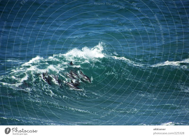 Delfingetümmel Umwelt Natur Tier Urelemente Wasser Wellen Meer Wildtier Tiergruppe Zusammensein hell nass natürlich klug Geschwindigkeit wild blau weiß