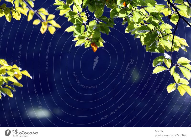Blätterdach im Spätsommer September Indian Summer Hintergrundbild Gegenlicht Zweige Lichtschein lichtvoll Altweibersommer spätsommerlich Licht durch Blätter