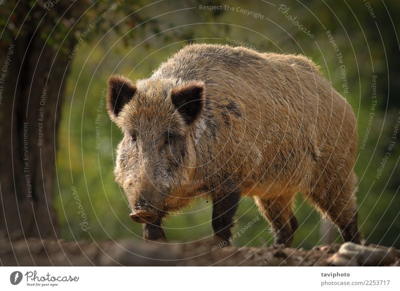 riesiges Wildschwein kommt in Richtung der Kamera schön Gesicht Fotokamera Mann Erwachsene Umwelt Natur Tier Herbst Wald groß stark wild braun gefährlich Eber