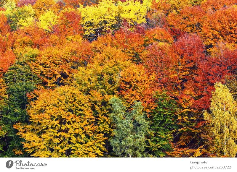 strukturelles Bild des Herbstlaubs schön Umwelt Natur Landschaft Pflanze Baum Blatt Park Wald verblüht hell natürlich braun gelb gold grün rot Farbe Konsistenz