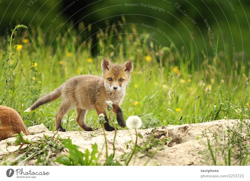 kleines Rotfuchsjunges schön Baby Umwelt Natur Tier Gras Wiese Pelzmantel Hund Tierjunges natürlich niedlich wild grün rot Farbe Fuchs Schamlippen seltsam