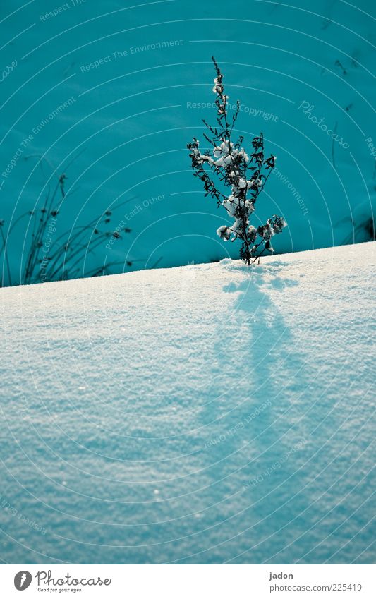 halte durch! Umwelt Natur Pflanze Winter Schnee Sträucher kalt trist Frost ruhig Schatten Dämmerung Gegenlicht Menschenleer standhaft