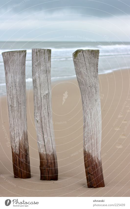 Die Drei von der Sandstelle Landschaft Urelemente Wasser Wetter Küste Nordsee Meer Buhne grau Strand Holz Farbfoto Textfreiraum oben Tag nass feucht Sandstrand