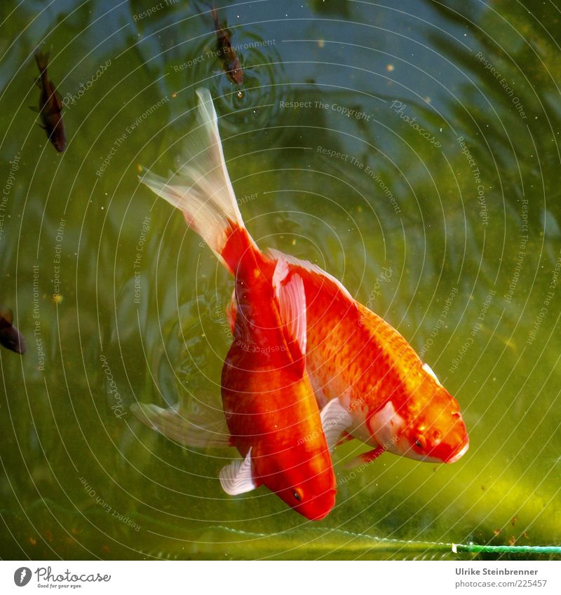 Zwei Goldfische im grünen Wasser Natur Tier Sommer Teich Haustier Fisch Tiergruppe Tierpaar Tierfamilie glänzend schön rot 2 Nachkommen Flosse Zusammenhalt