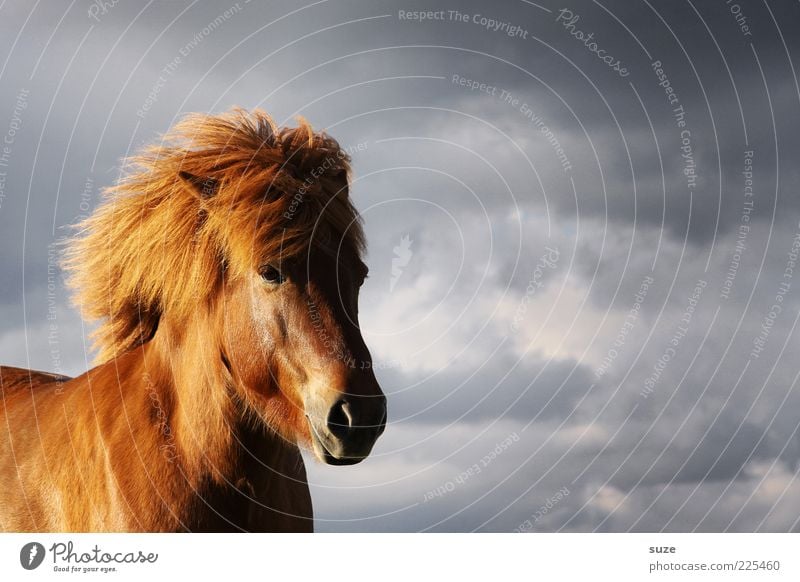 Gegenwind Tier Himmel Wolken Wind Nutztier Wildtier Pferd Tiergesicht stehen warten ästhetisch natürlich wild Stimmung Mähne Island Ponys Farbfoto mehrfarbig