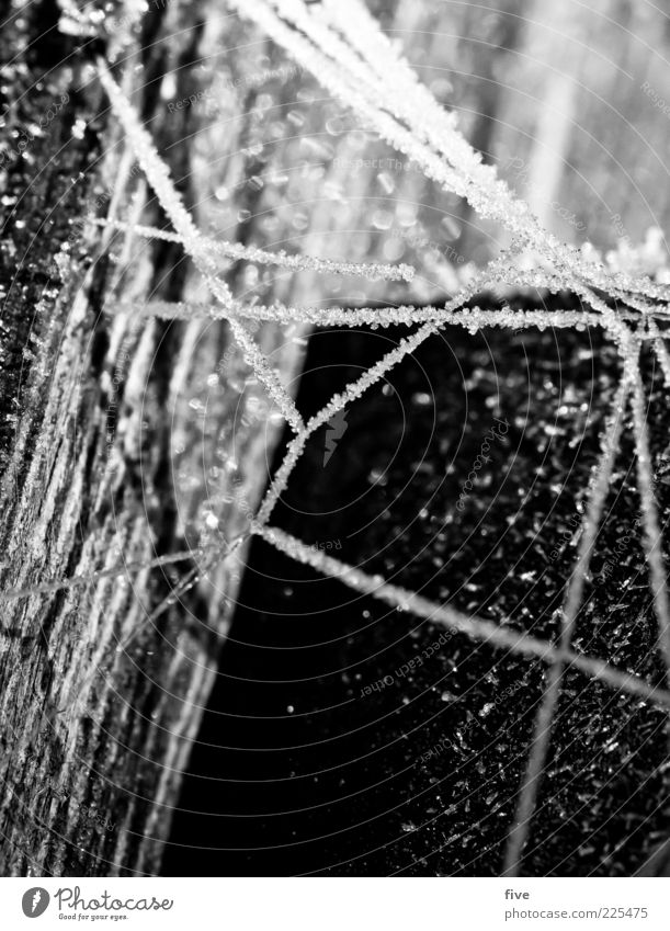 netzwerk II Natur Winter Holz außergewöhnlich schwarz weiß Netz netzartig Baumstamm Pfosten Frost kalt hell Schwarzweißfoto Außenaufnahme Nahaufnahme