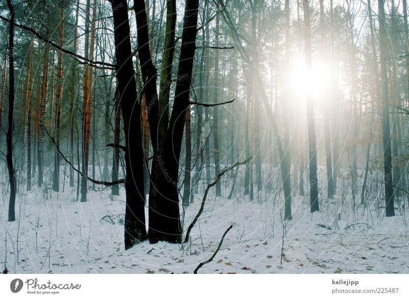 tauwetter Umwelt Natur Landschaft Pflanze Winter Nebel Eis Frost Schnee Baum Wildpflanze Wald kalt Dunst Baumstamm Silhouette Farbfoto mehrfarbig Außenaufnahme