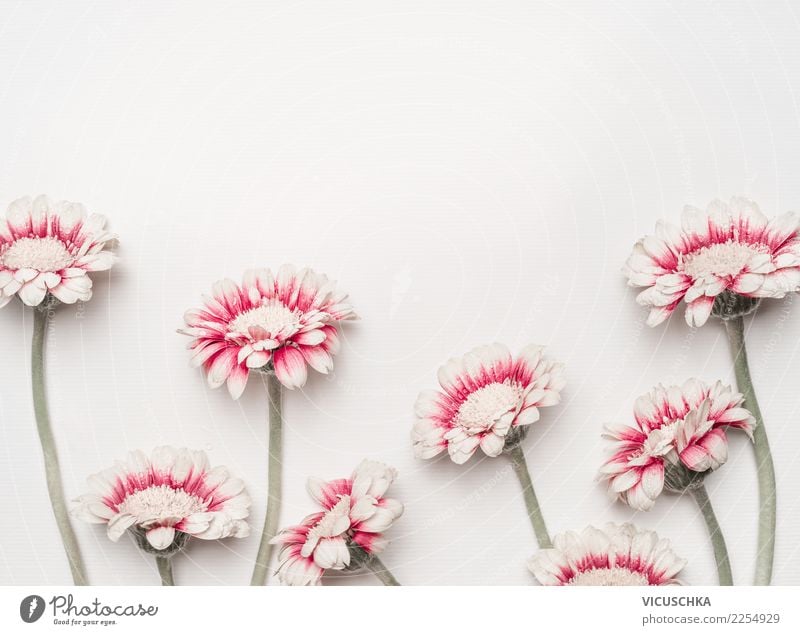 Grußkarte mit schönen rot weiße Blumen Stil Design Freude Schreibtisch Feste & Feiern Valentinstag Muttertag Hochzeit Geburtstag Natur Pflanze