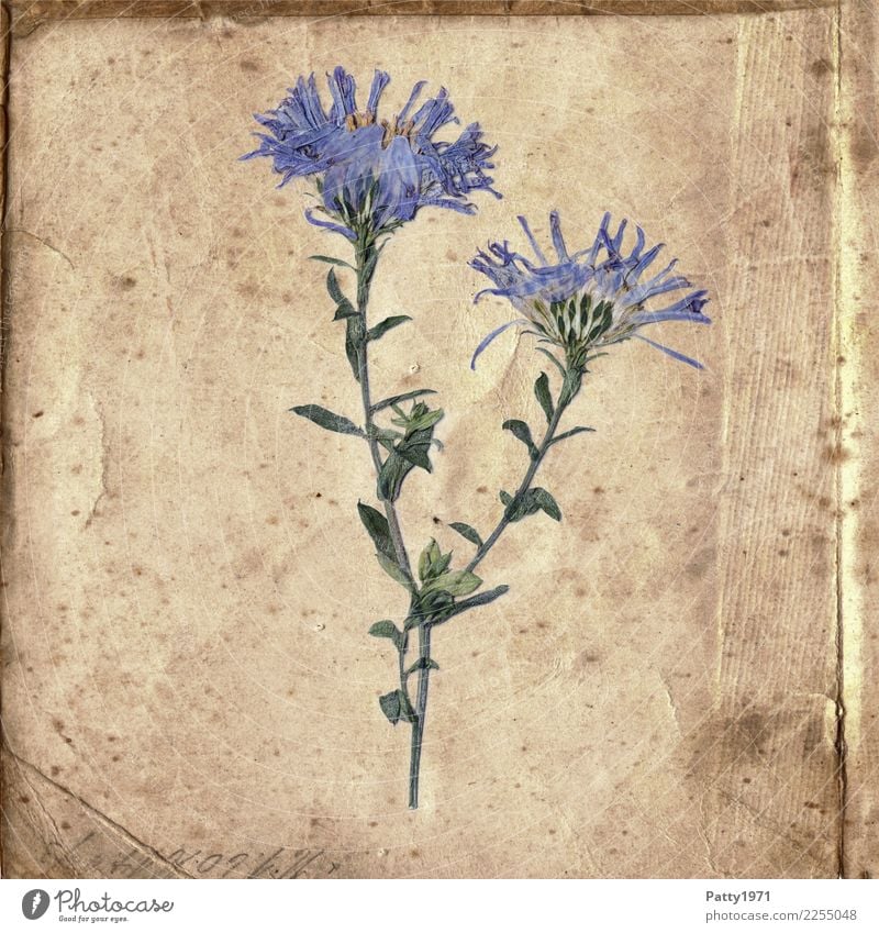 gepresste Blumen auf altem Papier Pflanze Zettel Schriftzeichen ästhetisch natürlich retro trocken blau braun grün Zufriedenheit Lebensfreude Gelassenheit ruhig