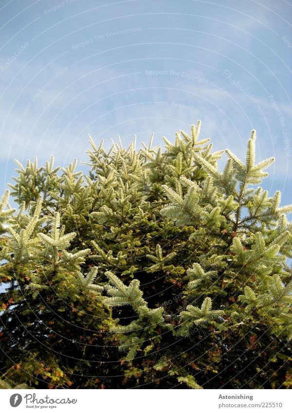 o Tannenbaum Umwelt Natur Pflanze Himmel Wolken Winter Wetter Schönes Wetter Eis Frost Schnee Baum Grünpflanze stehen Wachstum hoch Spitze stachelig Nadelbaum