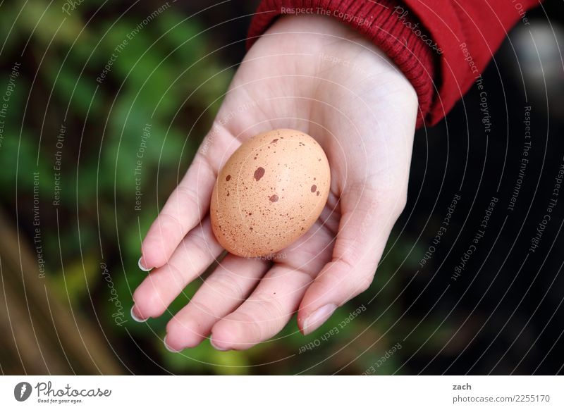 Jenseits des Mainstreams | Ostern im Advent Lebensmittel Ei Hühnerei Frühstück Hand Finger Essen grün Farbfoto Außenaufnahme Menschenleer Textfreiraum links