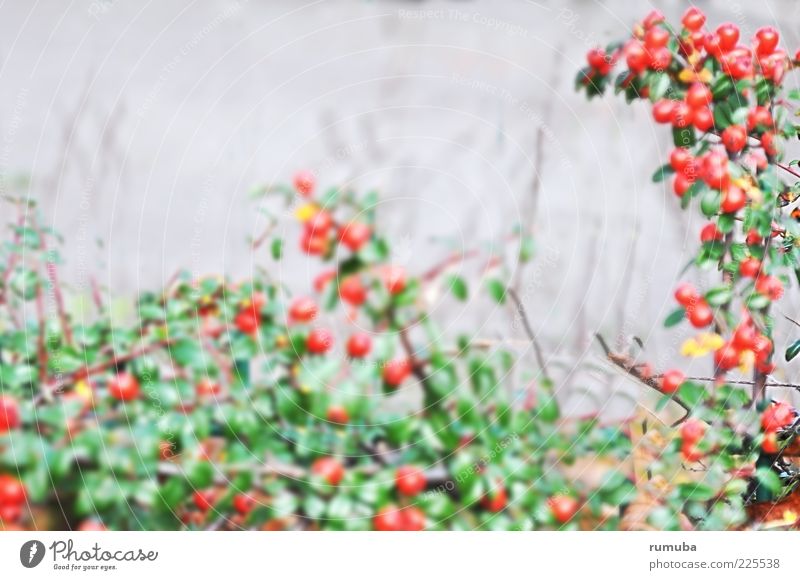 frugalis Natur Herbst Pflanze Sträucher Blatt grün rot Beeren Hecke Farbfoto Außenaufnahme Textfreiraum oben Tag Unschärfe Zentralperspektive Menschenleer