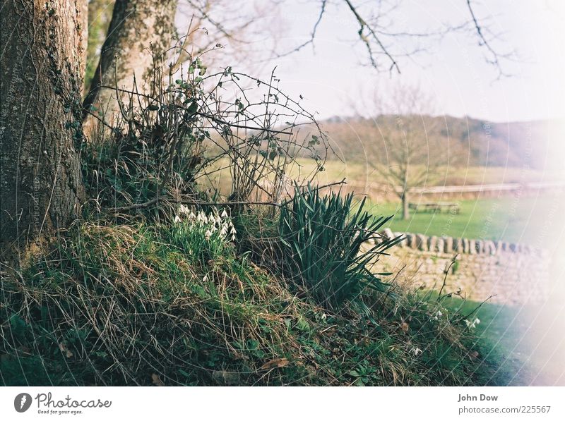 Glockenalarm I Natur Landschaft Frühling Schönes Wetter Baum Gras Sträucher Moos Frühlingsgefühle ästhetisch Schneeglöckchen England analog Frühlingstag
