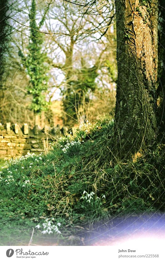Glockenalarm II Frühling Schönes Wetter Baum Blume Gras Sträucher Moos Mauer Wand grün Frühlingsgefühle ästhetisch Surrealismus analog England Frühlingstag