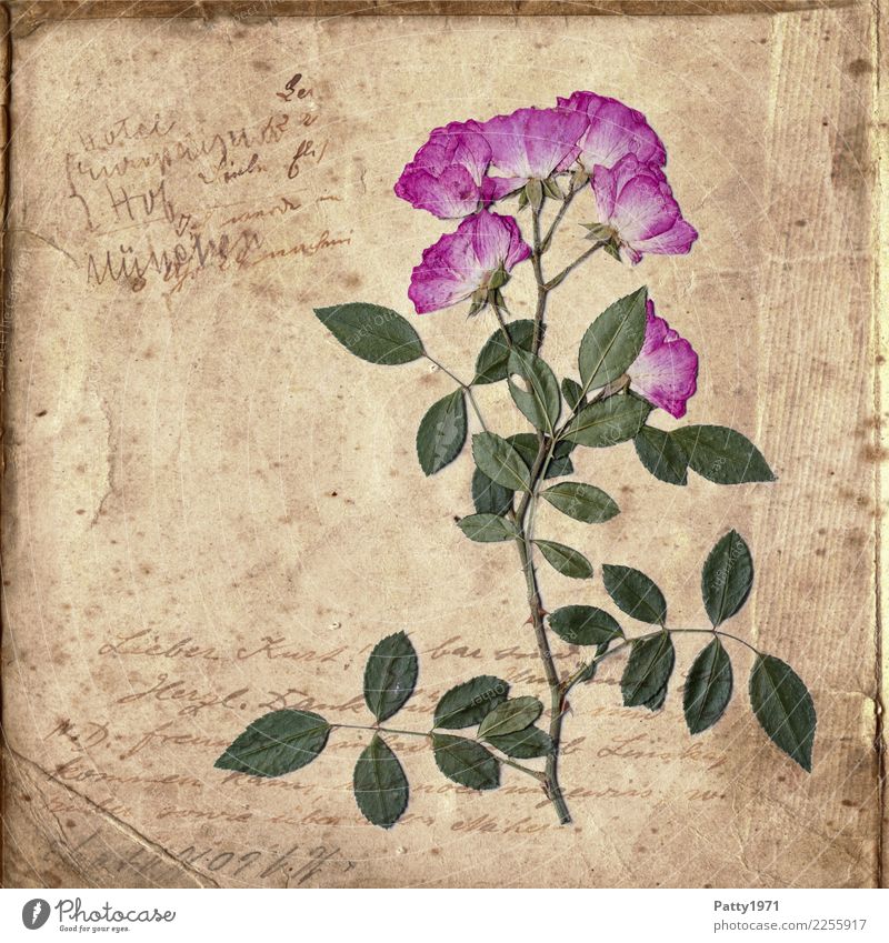 gepresste Rosen auf altem Papier Pflanze Blume Zettel Schriftzeichen ästhetisch natürlich retro trocken braun grün rosa Zufriedenheit Lebensfreude Gelassenheit